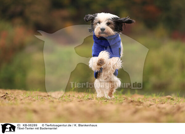 Tibet-Terrier mit Bademantel / Tibetan Terrier with bathrobe / KB-06289