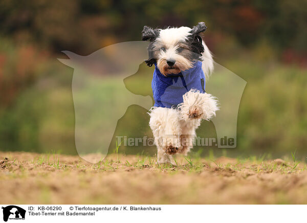 Tibet-Terrier mit Bademantel / Tibetan Terrier with bathrobe / KB-06290