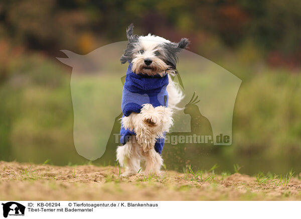 Tibet-Terrier mit Bademantel / Tibetan Terrier with bathrobe / KB-06294