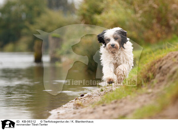 rennender Tibet-Terrier / running Tibetan Terrier / KB-06312