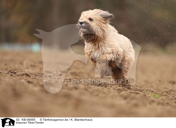 brauner Tibet-Terrier / KB-06885