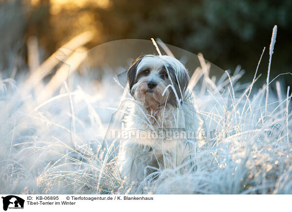 Tibet-Terrier im Winter / KB-06895