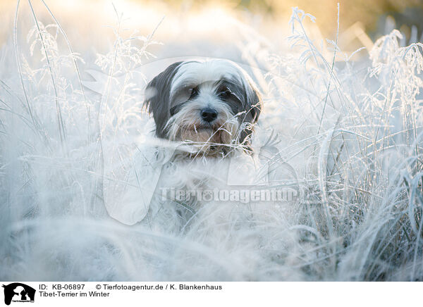 Tibet-Terrier im Winter / KB-06897
