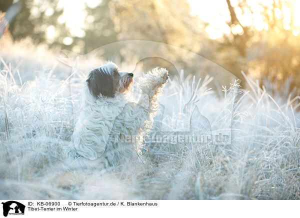 Tibet-Terrier im Winter / Tibetan Terrier in winter / KB-06900