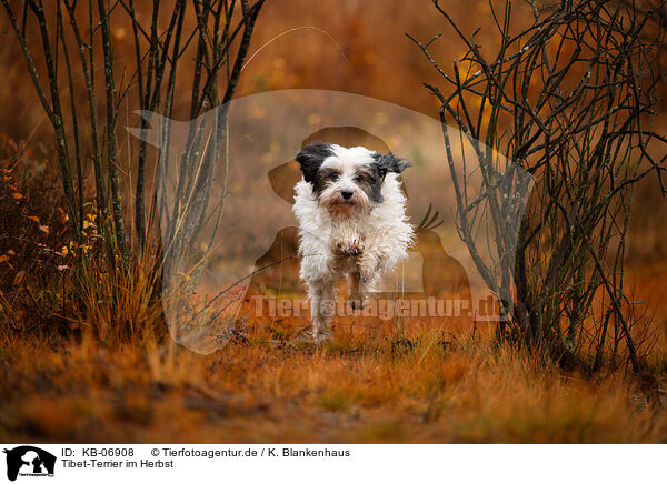 Tibet-Terrier im Herbst / KB-06908