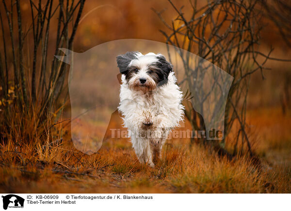 Tibet-Terrier im Herbst / Tibetan Terrier in autumn / KB-06909