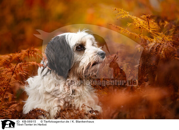 Tibet-Terrier im Herbst / Tibetan Terrier in autumn / KB-06915