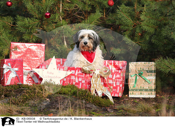 Tibet-Terrier mit Weihnachtsdeko / KB-06938