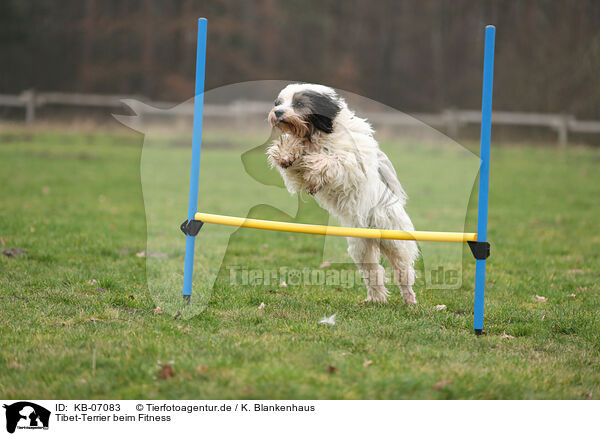 Tibet-Terrier beim Fitness / Tibetan Terrier at fitness / KB-07083