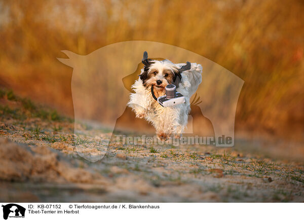 Tibet-Terrier im Herbst / Tibetan Terrier in autumn / KB-07152