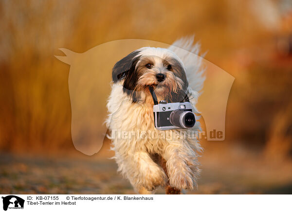 Tibet-Terrier im Herbst / Tibetan Terrier in autumn / KB-07155