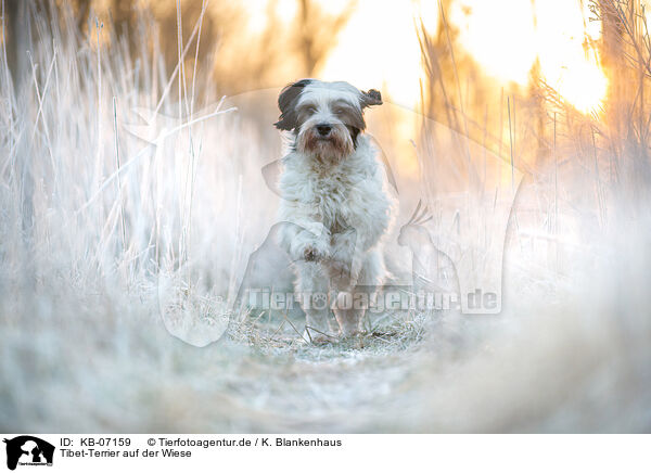 Tibet-Terrier auf der Wiese / Tibetan Terrier in the meadow / KB-07159