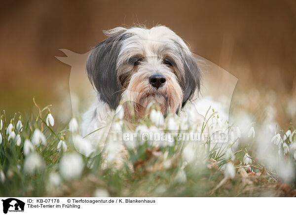 Tibet-Terrier im Frhling / Tibetan Terrier in spring / KB-07178
