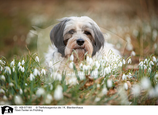 Tibet-Terrier im Frhling / Tibetan Terrier in spring / KB-07180