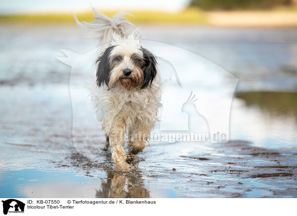 tricolour Tibet-Terrier / KB-07550