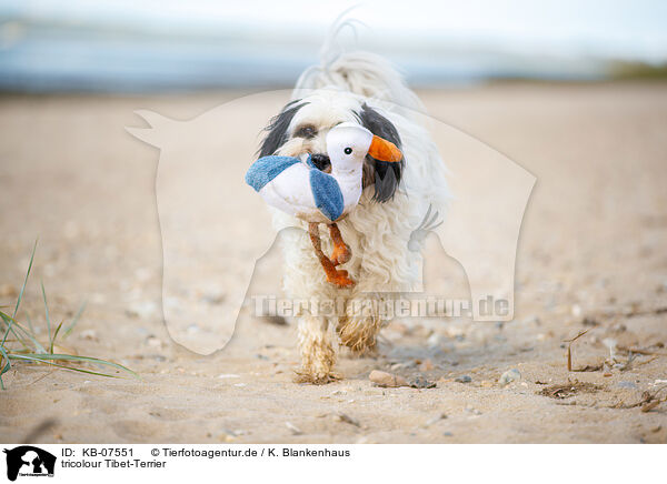 tricolour Tibet-Terrier / tricolour Tibetan Terrier / KB-07551