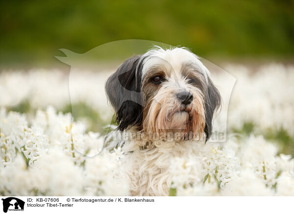 tricolour Tibet-Terrier / KB-07606