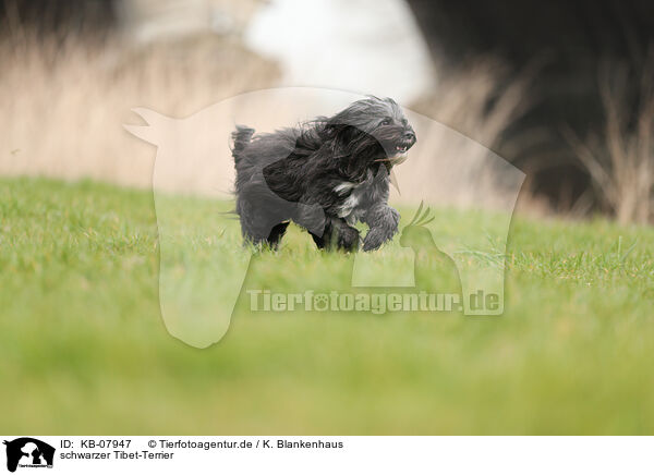 schwarzer Tibet-Terrier / black Tibetan Terrier / KB-07947