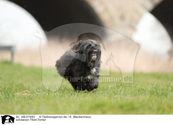 schwarzer Tibet-Terrier / black Tibetan Terrier / KB-07950