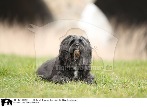 schwarzer Tibet-Terrier / black Tibetan Terrier / KB-07964