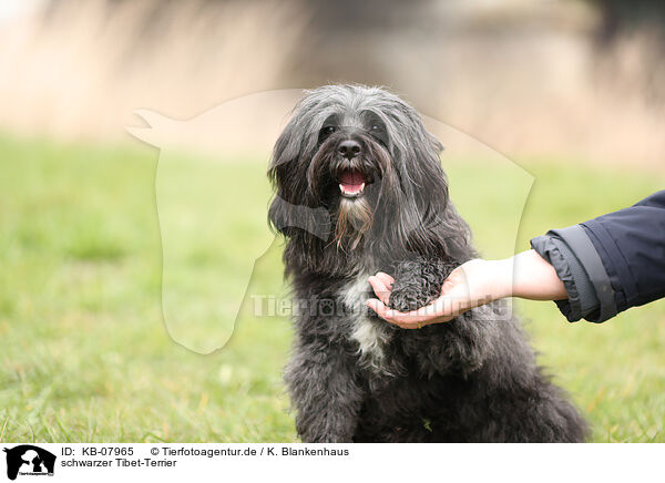 schwarzer Tibet-Terrier / black Tibetan Terrier / KB-07965