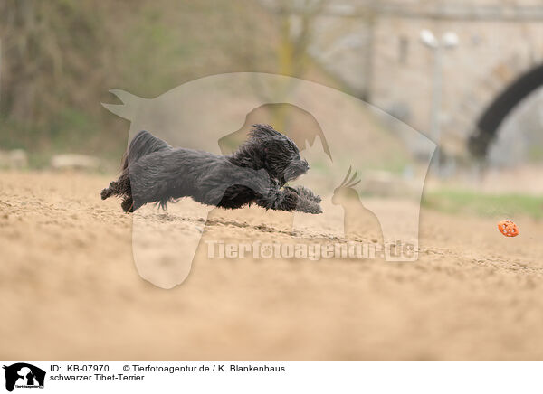 schwarzer Tibet-Terrier / black Tibetan Terrier / KB-07970