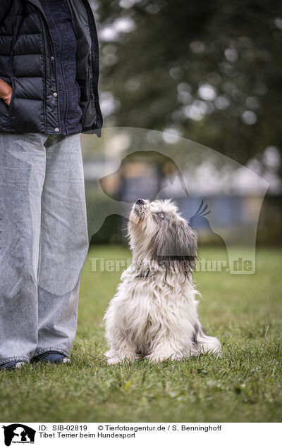 Tibet Terrier beim Hundesport / Tibetan Terrier at dog sport / SIB-02819