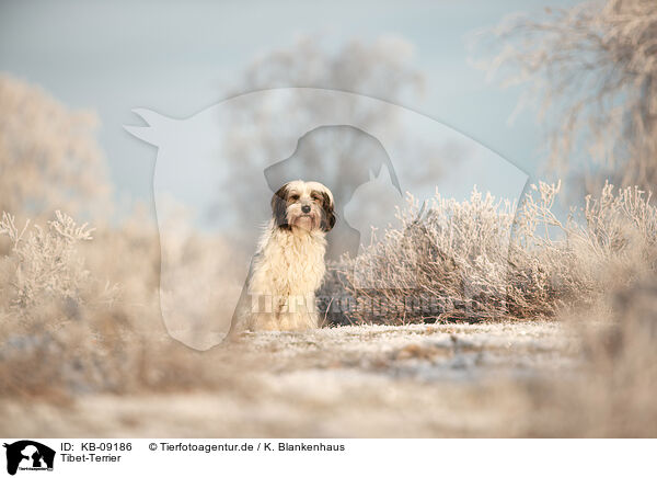 Tibet-Terrier / Tibetan Terrier / KB-09186