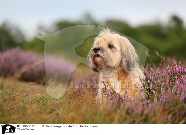 Tibet-Terrier / Tibetan Terrier / KB-11205