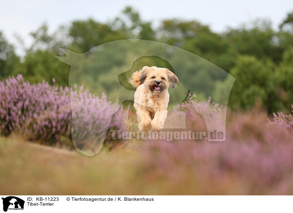 Tibet-Terrier / Tibetan Terrier / KB-11223