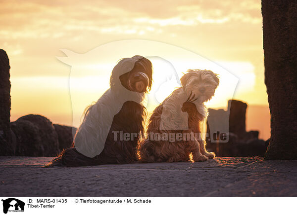 Tibet-Terrier / MARS-01435