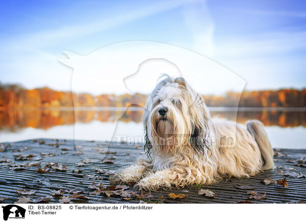 Tibet-Terrier / Tibetan Terrier / BS-08825