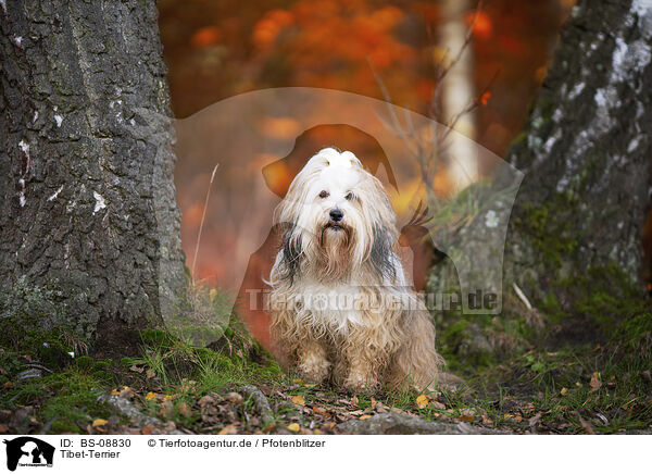 Tibet-Terrier / Tibetan Terrier / BS-08830