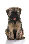 Tibet-Terrier Welpe