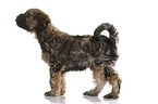 Tibet-Terrier Welpe