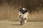 rennender Tibet Terrier