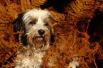 Tibet-Terrier Portrait