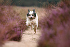 rennender Tibet-Terrier