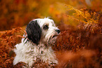 Tibet-Terrier im Herbst