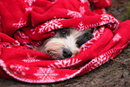 Tibet-Terrier mit Weihnachtsdeko