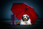 Tibet-Terrier mit Regenschirm
