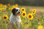 tricolour Tibet-Terrier