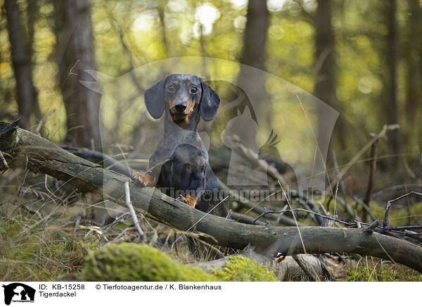 Tigerdackel / Tiger Dachshund / KB-15258