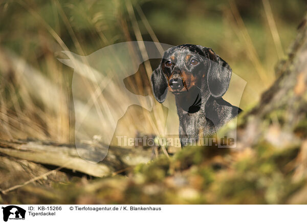 Tigerdackel / Tiger Dachshund / KB-15266