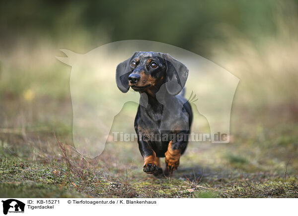 Tigerdackel / Tiger Dachshund / KB-15271