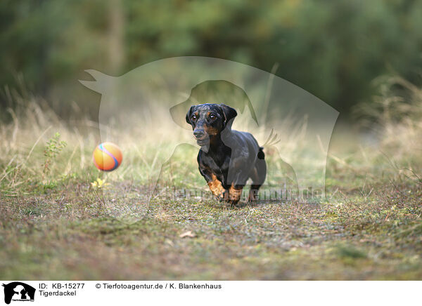 Tigerdackel / Tiger Dachshund / KB-15277