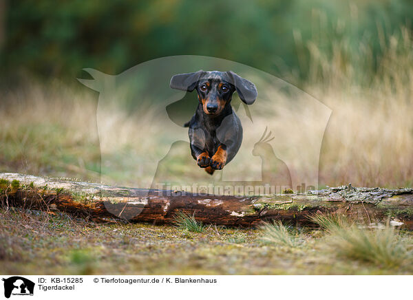 Tigerdackel / Tiger Dachshund / KB-15285