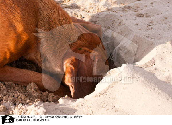 buddelnde Tiroler Bracke / digging hound / KMI-03721