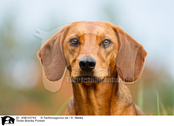 Tiroler Bracke Portrait / hound portrait / KMI-03744
