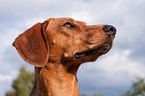 Tiroler Bracke Portrait